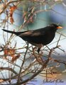 Svarttrost (Turdus merula)