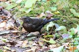 Svarttrost (Turdus merula)