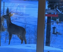 Roe Deer (Capreolus capreolus)