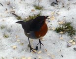 Rødstrupe (Erithacus rubecula)