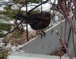 Svarttrost (Turdus merula)