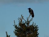 Kråke (Corvus cornix)