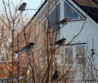 Gråspurv (Passer domesticus)