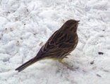 Gulspurv (Emberiza citrinella)