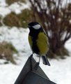 Kjøttmeis (Parus major)