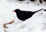 Svarttrost (Turdus merula)