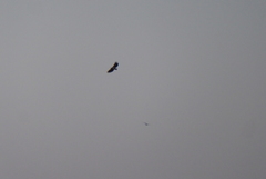 White-tailed Eagle (Haliaeetus albicilla)