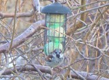 Gråspurv (Passer domesticus)