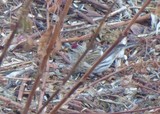 Gråsisik (Carduelis flammea)