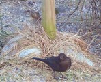 Svarttrost (Turdus merula)