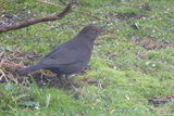 Svarttrost (Turdus merula)