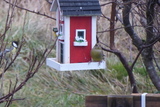 Grønnfink (Carduelis chloris)