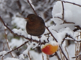 Svarttrost (Turdus merula)