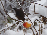 Svarttrost (Turdus merula)