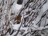 Rødstrupe (Erithacus rubecula)