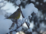 Grønnfink (Carduelis chloris)