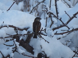 Gråspurv (Passer domesticus)