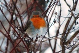 Rødstrupe (Erithacus rubecula)