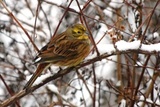 Gulspurv (Emberiza citrinella)