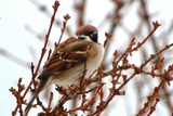 Pilfink (Passer montanus)