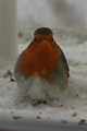 Rødstrupe (Erithacus rubecula)