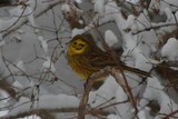 Gulspurv (Emberiza citrinella)