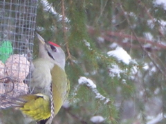 Grey-headed Woodpecker (Picus canus)