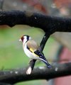 Stillits (Carduelis carduelis)