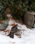 Spurvehauk (Accipiter nisus)