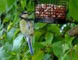 Blåmeis (Cyanistes caeruleus)