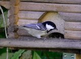 Kjøttmeis (Parus major)