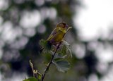 Grønnfink (Carduelis chloris)