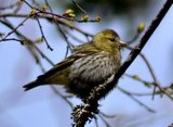 Grønnsisik (Carduelis spinus)