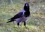 Kråke (Corvus cornix)