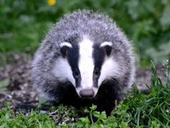 Badger (Meles meles)