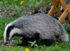 Badger (Meles meles)