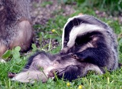Badger (Meles meles)