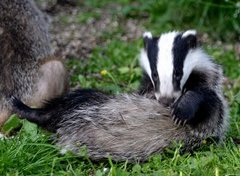 Badger (Meles meles)