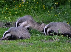 Badger (Meles meles)