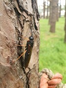 Bartrevepser (Siricidae)