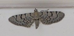 Marmordvergmåler (Eupithecia venosata)