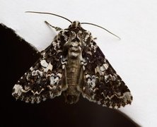 Marbled Coronet (Hadena confusa)