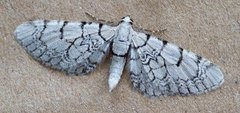 Marmordvergmåler (Eupithecia venosata)