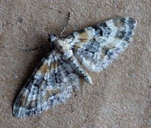 Revebjelledvergmåler (Eupithecia pulchellata)