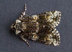 The Coronet (Craniophora ligustri)