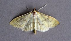 Translucent Pearl (Paratalanta hyalinalis)