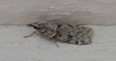 Common Grey (Scoparia ambigualis)