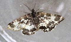 Argent & Sable (Rheumaptera hastata)