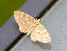 Small Yellow Wave (Hydrelia flammeolaria)