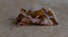 Plain Golden Y (Autographa jota)